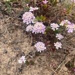 Iberis procumbens Fiore