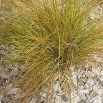 Carex testacea List