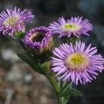 Erigeron atticus Fula