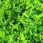 Astragalus cicer 形態