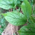 Philadelphus pubescensBlad