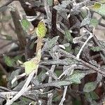 Corokia cotoneaster পাতা