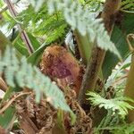 Cyathea excelsa Leht