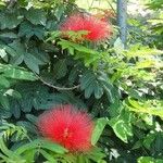 Calliandra tweedii ফুল