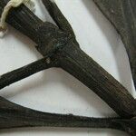 Kutchubaea insignis Other