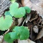 Sibthorpia peregrina Leaf