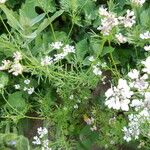 Bunium bulbocastanum Çiçek