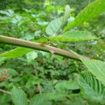 Rubus sulcatus Autre