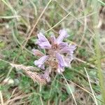 Phelipanche purpurea Flor