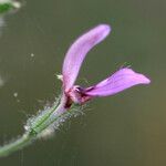 Hygrophila costata Flower