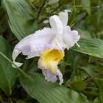 Sobralia macrantha Кветка