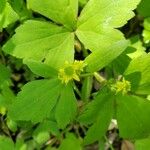 Ranunculus recurvatus Leaf