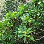 Sonchus fruticosus Hoja