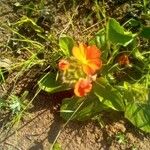 Crossandra fruticulosa Flower