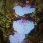 Zygopetalum maculatum Λουλούδι