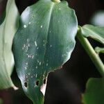 Costus woodsonii पत्ता