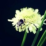 Cephalaria alpina ᱵᱟᱦᱟ