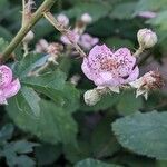 Rubus armeniacus Кветка