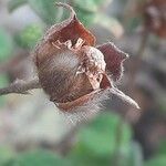 Cistus salviifolius Fruit