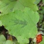 Rubus alceifolius Leaf