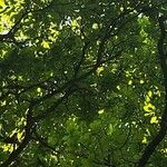 Quercus canariensis Leaf
