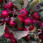 Cotoneaster obscurus Fruto