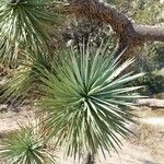 Yucca brevifoliaFulla