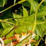 Lilium henryi Fruto