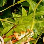 Lilium henryi Fruit