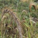 Elymus canadensis Fruto