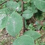 Cotoneaster multiflorus Leaf