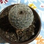 Mammillaria albilanata Ліст