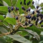 Viburnum rugosum Fruit