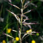 Avenula pubescens Kvet