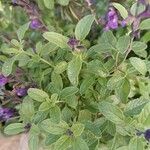 Salvia microphylla Leht