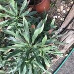 Echium hierrense Feuille