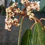Viburnum rhytidophyllum Ostatní