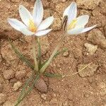 Crocus cambessedesii Habitus