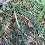 Carex pilosa Frunză