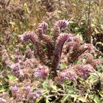 Phacelia ramosissima Habitus