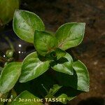 Ludwigia palustris Other
