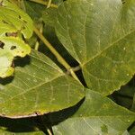 Erythrina globocalyx Lapas