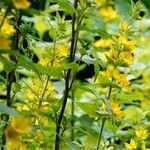 Lysimachia vulgaris অভ্যাস