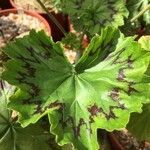 Pelargonium zonale Blatt