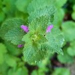 Lamium hybridum Folha