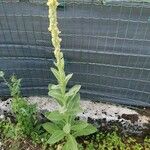 Verbascum thapsusFleur