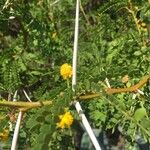 Acacia tortuosa Flower