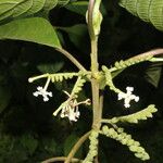 Guettarda crispiflora Virág
