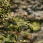 Asplenium x alternifolium ഇല