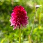 Gymnadenia corneliana Blüte